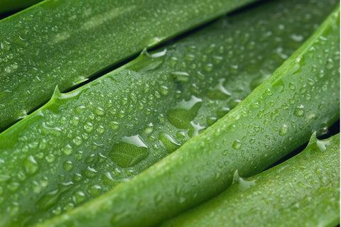 Aloe Vera Pflanze