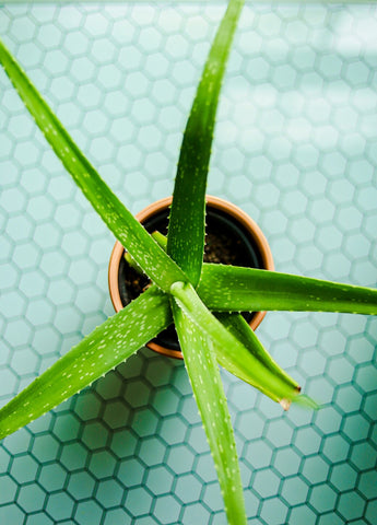 Aloe Vera als Zimmerpflanze