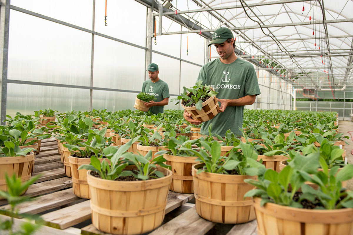 Hand-selecting flowers from local greenhouse