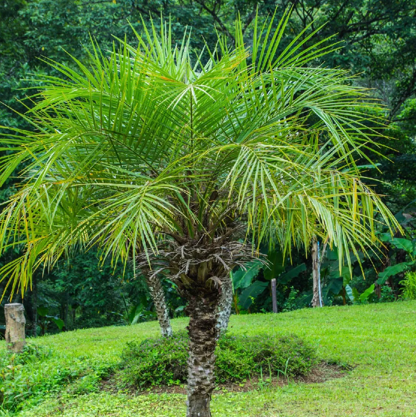 Pygmy Date Palm