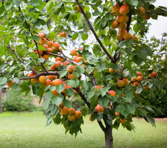 Apricot Tree 'Goldcot Dwarf'