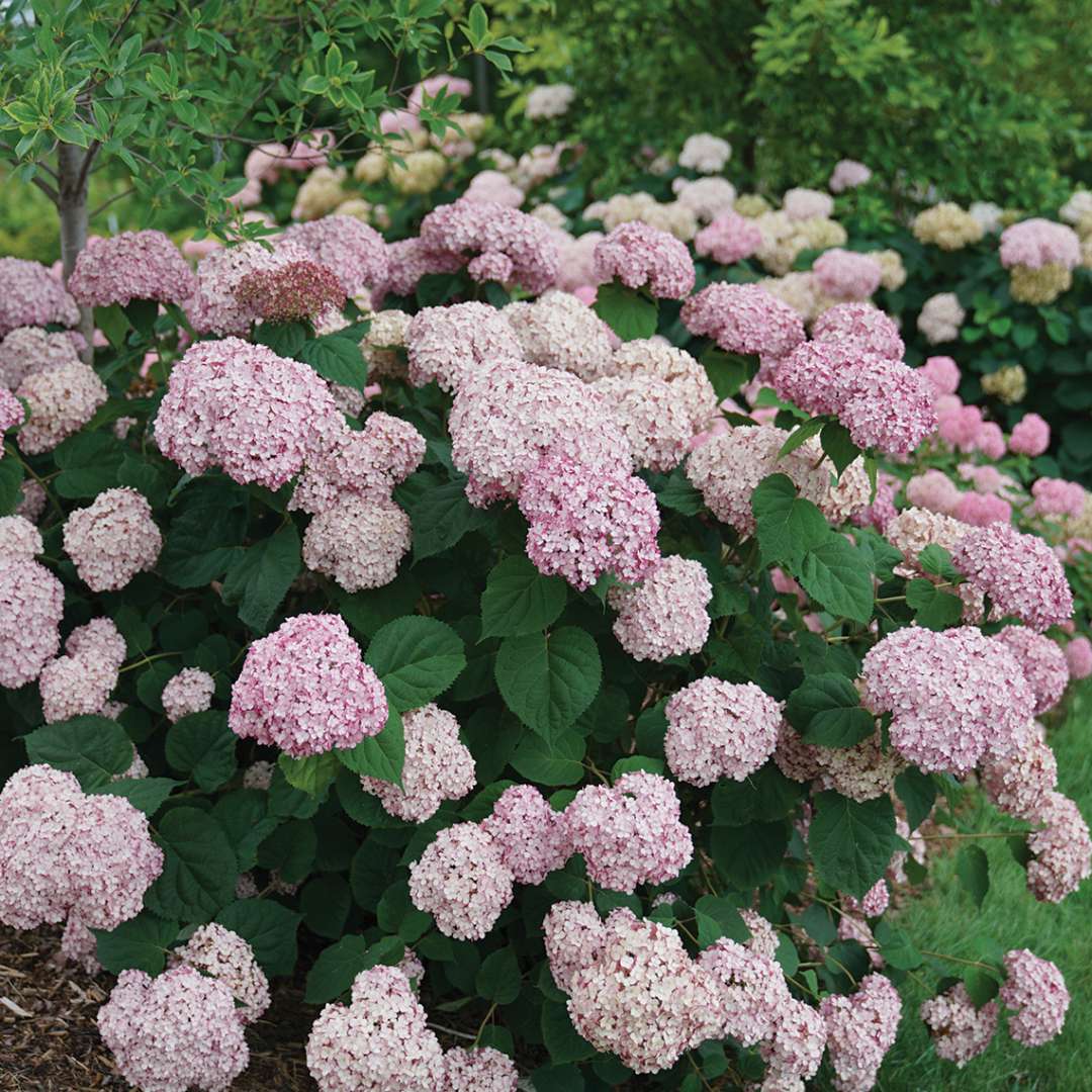 Hydrangea Incrediball Blush