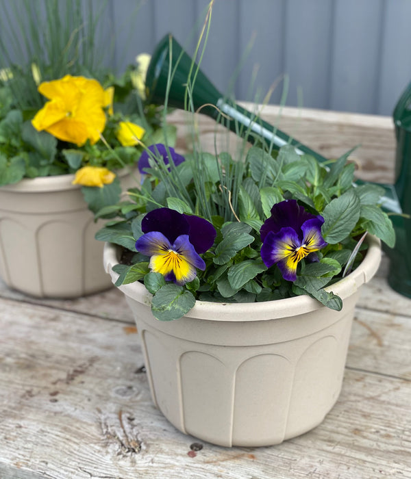 Planted Containers – BloomBox