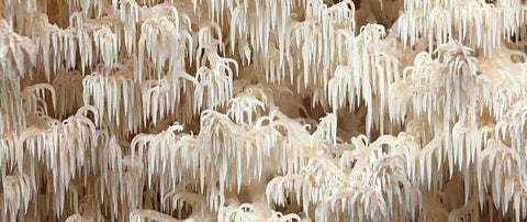 Pekepeke Kiore - New Zealand's Coral Tooth species. A relative of Hericium erinaceus (Lions Mane).