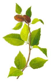 Birch Sweet (True) Wild Harvest Essential Oil