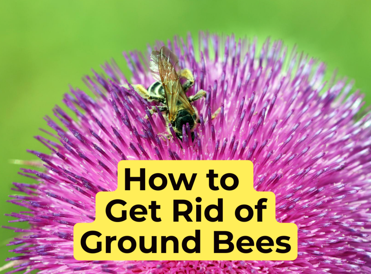 How To Get Rid Of Ground Bees Ever Pest