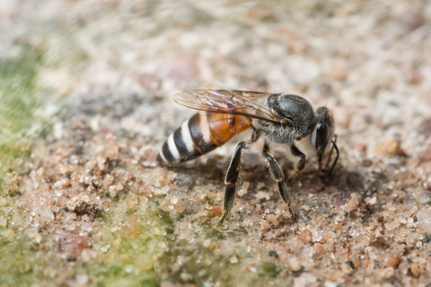 Ground bee sitting on the ground