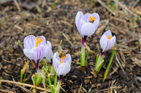 Ground bees in flowers