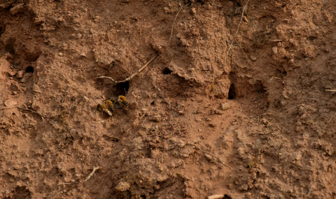 Ground bees digging holes in the ground