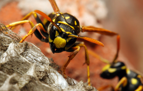 Ground wasps how to recognize them