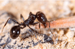 Types of ants in the bathroom