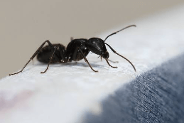 How to prevent ants from coming back