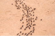 How to get rid of ants