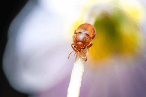 How to Get Rid of Carpet Beetles