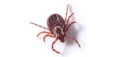 Brown Dog Tick