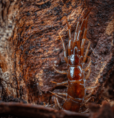 How to Get Rid of Centipedes