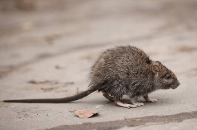 How to get rid of roof rats
