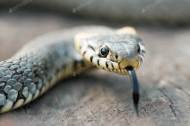 How to get rid of snakes