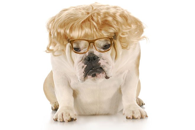 miserable English bulldog wearing glasses