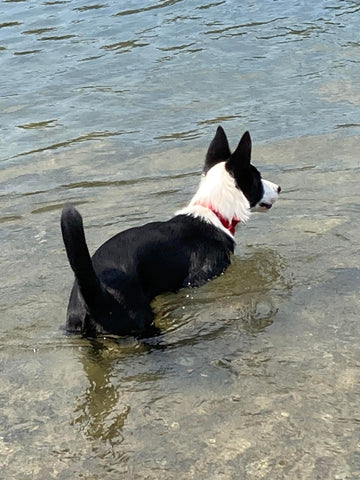 Black and white Border Collie standing in water