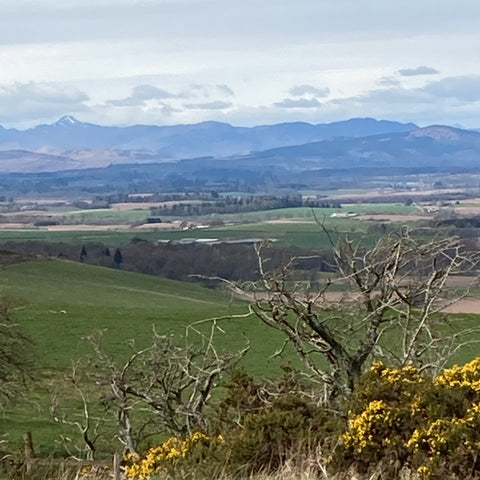 Views of mountains and gorse