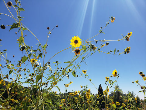 Wild California Sunflowers at the Oak Glenn Preserve