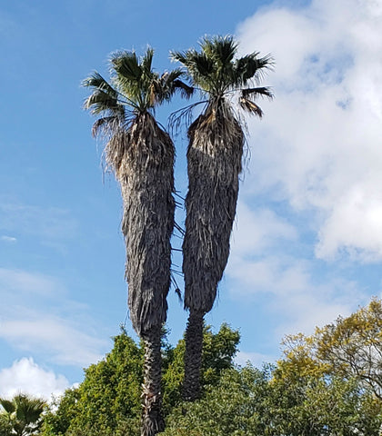 Palms Apart