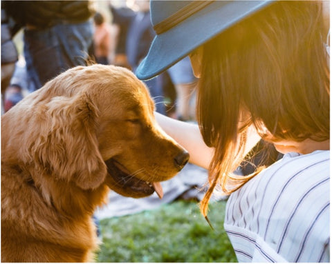 Top Summertime Dog Grooming Tips To Keep Your Dog Safe and Comfortable