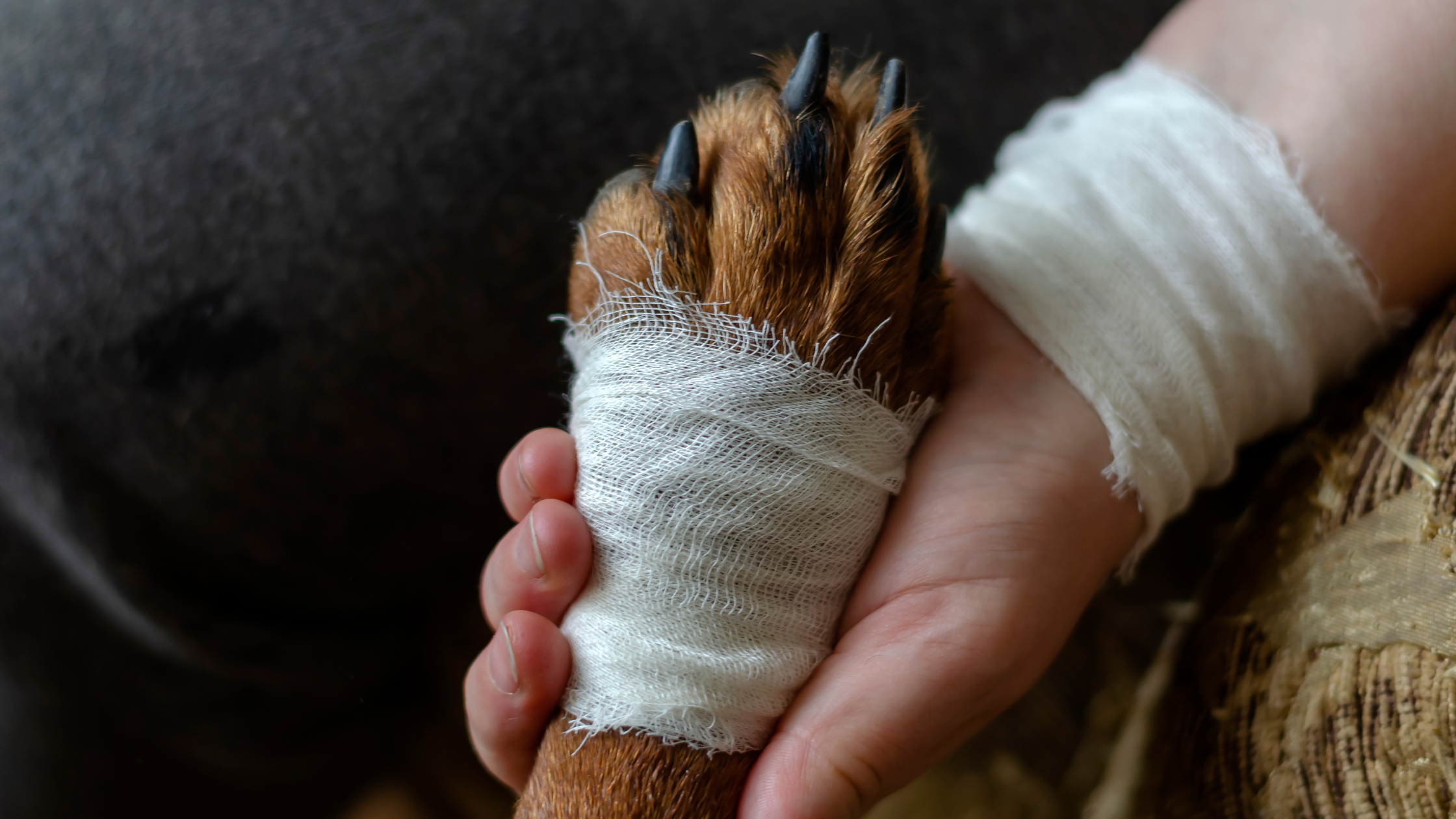 Primo Soccorso per Cani