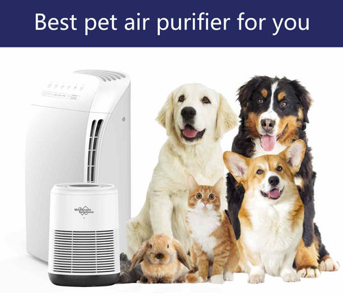 Do Air Purifiers Work for Pet Odor, Hair & Allergies? (Can They Help Pet  Owners?) 