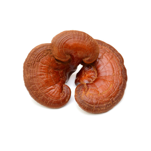 Reishi