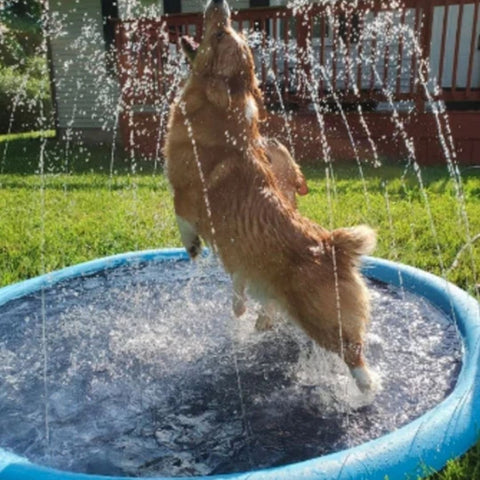 Cachorro brincando com os jatos da mini piscina inflável com aspersor