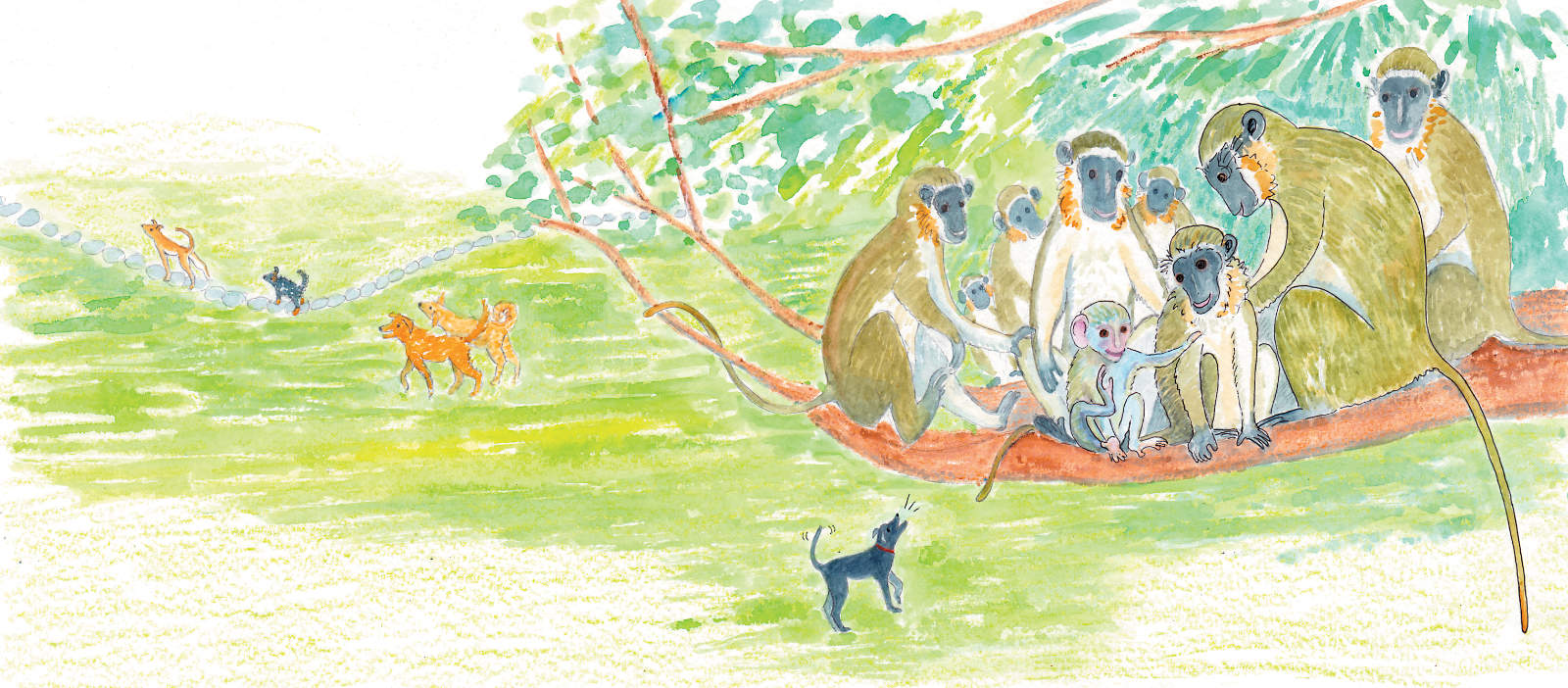 Monkeys with dogs below
