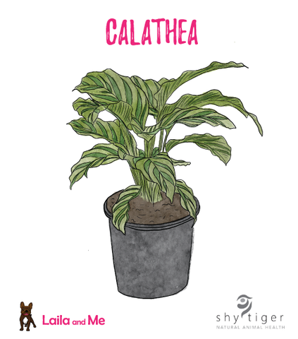 A hand drawn watercolour illustration of a pet-safe, non toxic Calathea