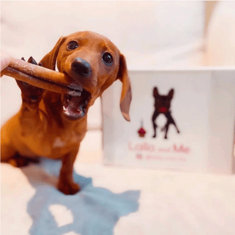 A Daschund dog chewing on a bully stick treat from Laila and Me. It is a brown sausage dog with the foot on the treat.