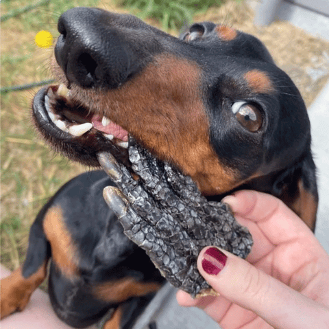 A small dog pictured with a dehydrated crocodile foot treat from Laila and Me. It is taking a bite from the novel protein which is allergy friendly and suitable and safe for digestion.