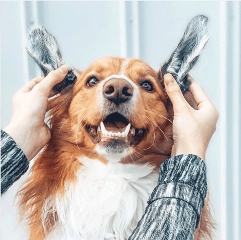 An Australian Shepherd dog posing with fluffy dehydrated cow ear dog treats as its ears.