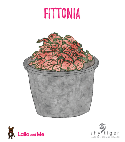 A hand drawn watercolour illustration of a pet-safe, non toxic Nerve Plant / Fittonia