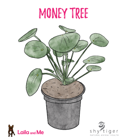 A watercolour illustration of a Money Tree.