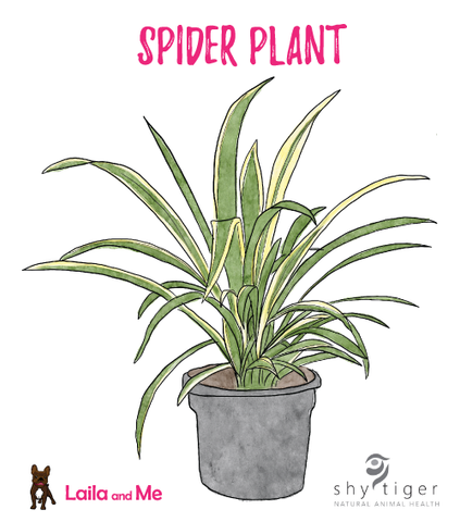 A hand drawn watercolour illustration of a pet-safe, non toxic Spider Plant