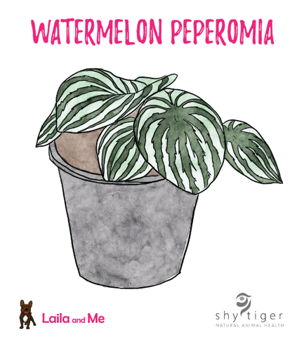 A hand drawn watercolour illustration of a pet-safe, non toxic Watermelon Peperomia