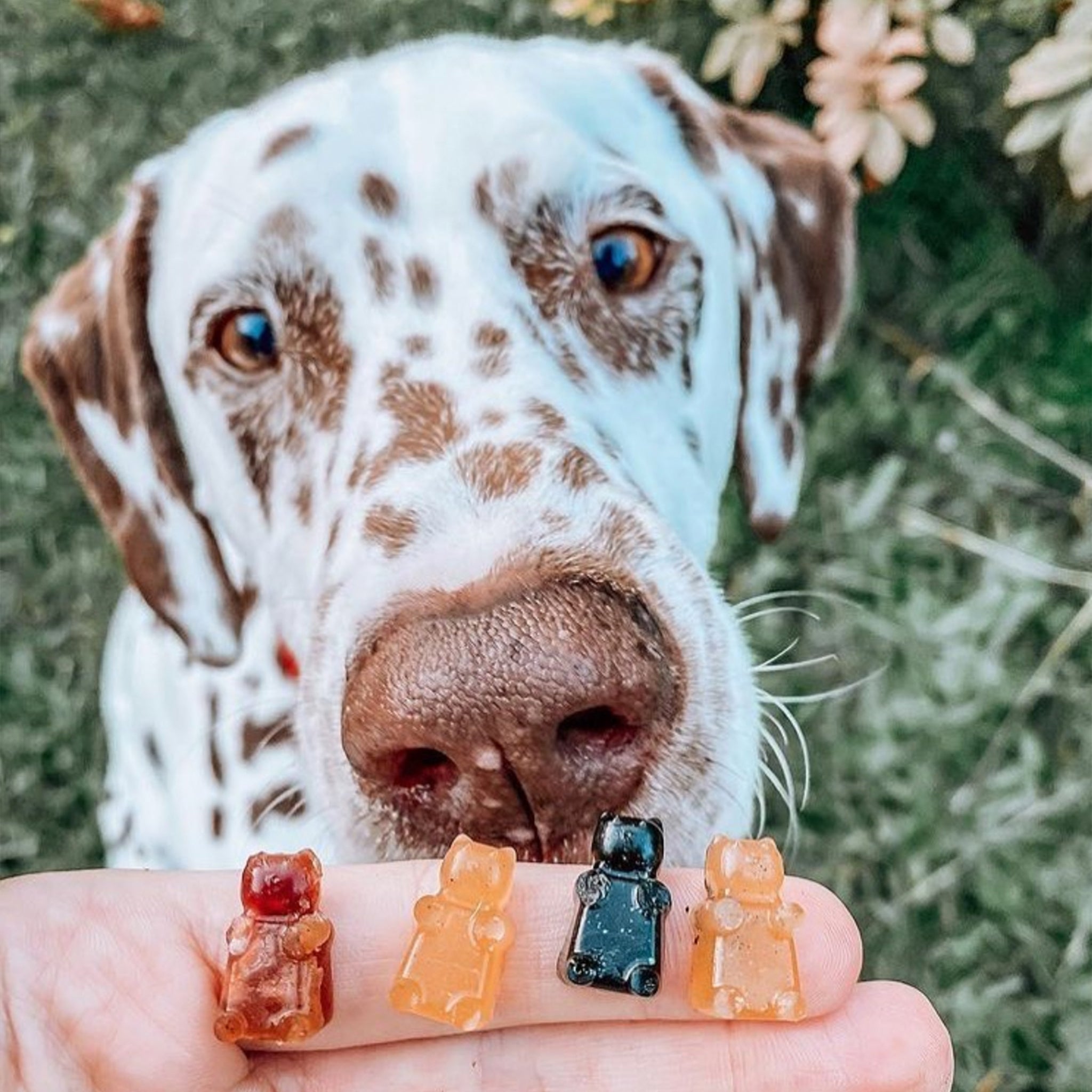 what happens when a dog eats gummy bears