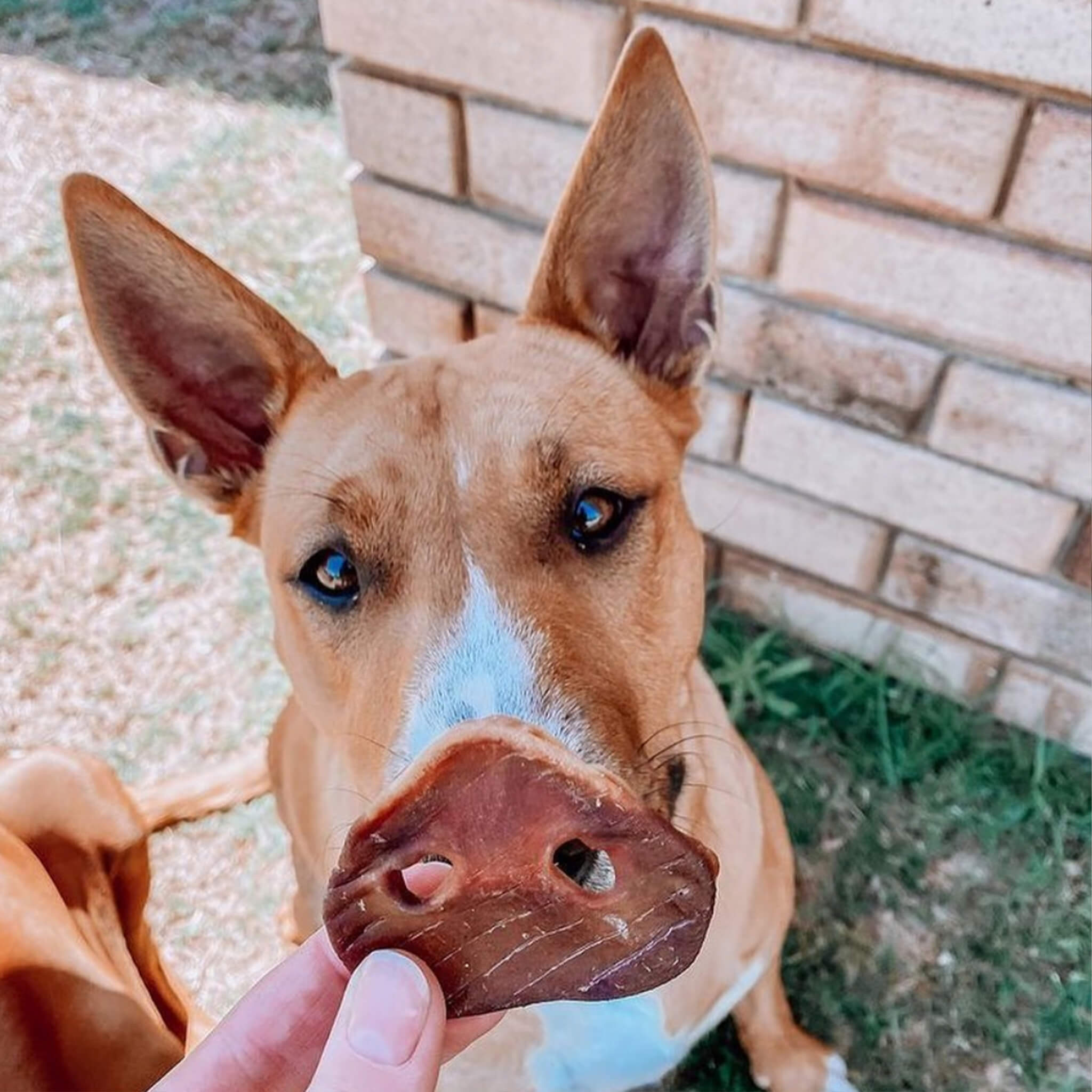 are pig snouts good for dogs