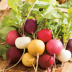 Crayon Colors Mix Radish Seeds | Colorful Rainbow Yellow Pink Purple White Radishes Garden Root Vegetable Seed For 2022 Season Fast Shipping | TomorrowSeeds