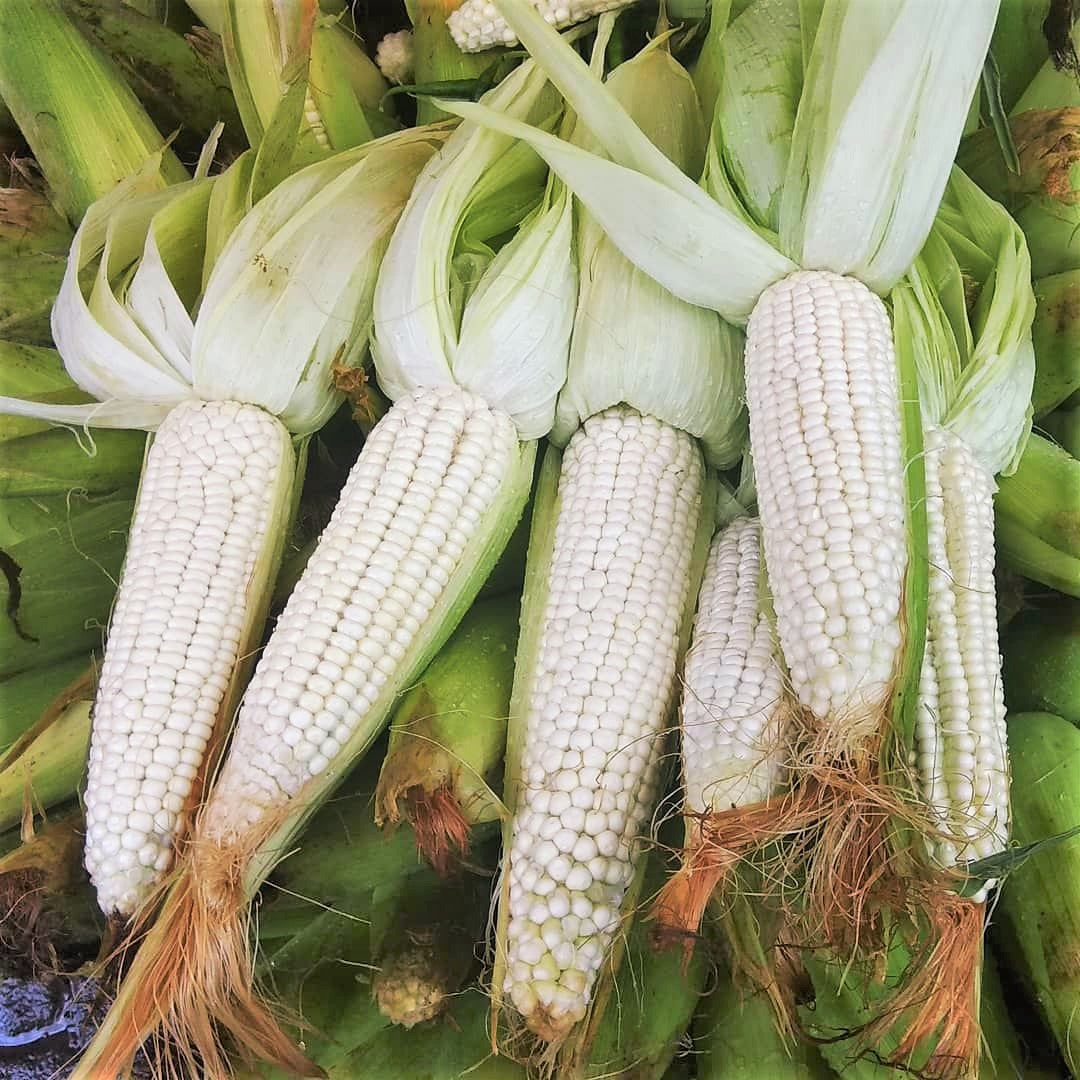 Stowell's Evergreen Sweet White Corn Seeds | Heirloom Open Pollinated ...