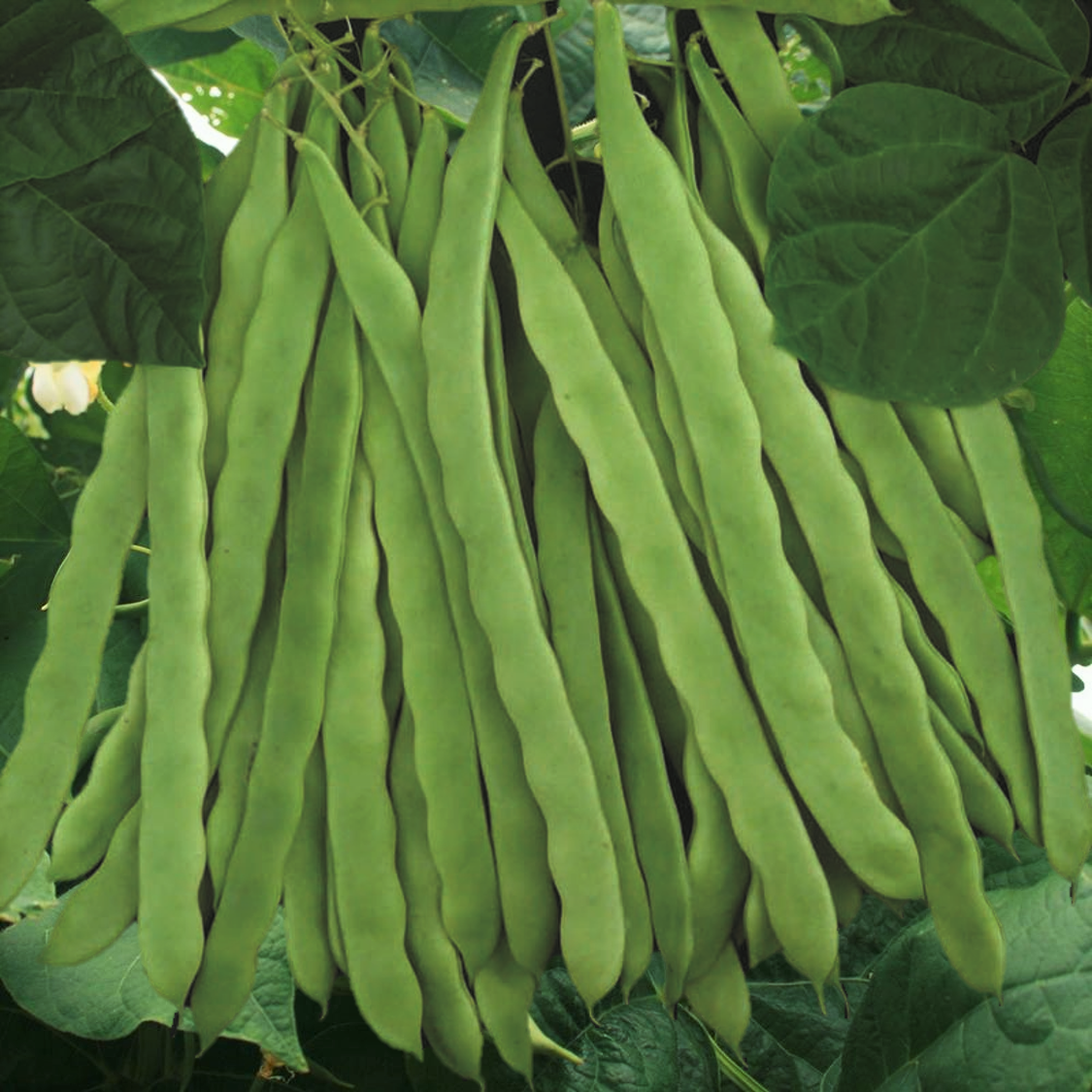 Qing Bian Romano Pole Bean Seeds | Non GMO Stringless Green Flat Beans ...
