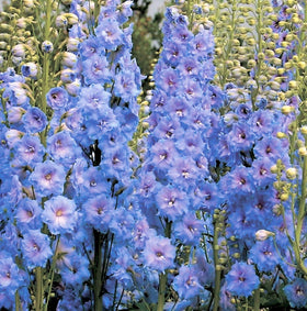 TomorrowSeeds - 9 Species Mix Blue Wildflower Seeds - 750+ Count Packet -  Multi Variety Baby Blue Eyes Larkspur Bachelor Button Flower Seed Non GMO  2023 Season 