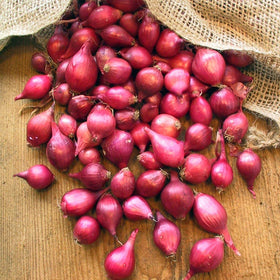 Monique French Pink Shallot Sets Bulbs Semi Long Red -  Portugal