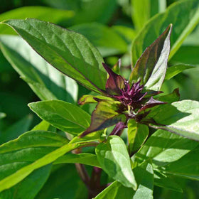 Red Leaf Thai Holy Basil Seeds Krishna Tulsi Ocimum Sanctum