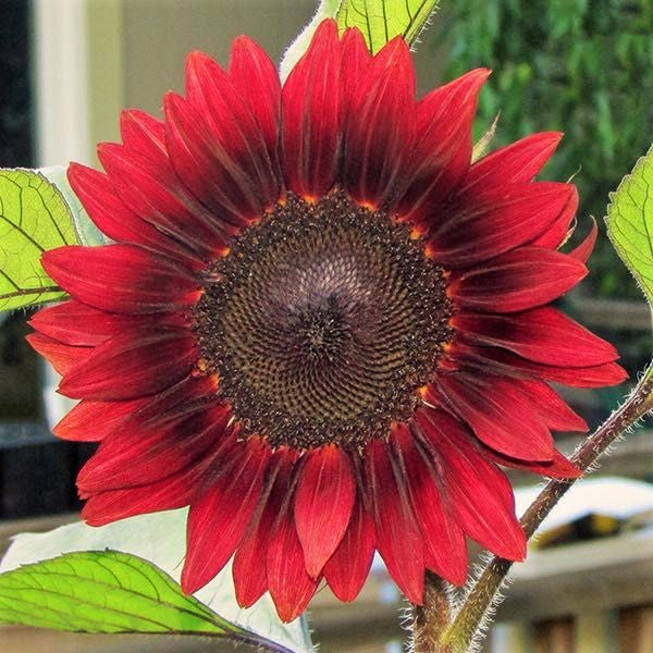 Red Sun Sunflower Seeds | Maroon Burgundy Gold Evening Sun Flower Cut  Flowers Big Velvet Queen Rose Pink Seed For 2023 Fast Shipping |  TomorrowSeeds